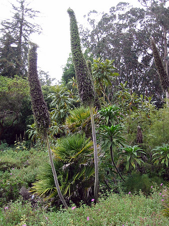 Golden Gate Park mit Botanischen Garten