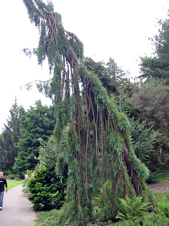 Golden Gate Park mit Botanischen Garten - Kalifornien (San Francisco)