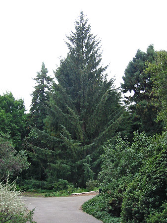 Golden Gate Park mit Botanischen Garten - Kalifornien (San Francisco)