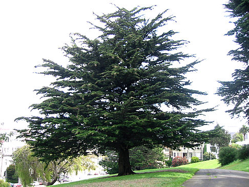 Alamo Square - Kalifornien (San Francisco)