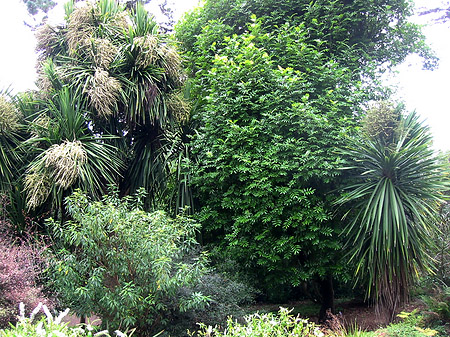 Golden Gate Park mit Botanischen Garten - Kalifornien (San Francisco)