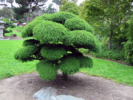 Foto Golden Gate Park mit Botanischen Garten