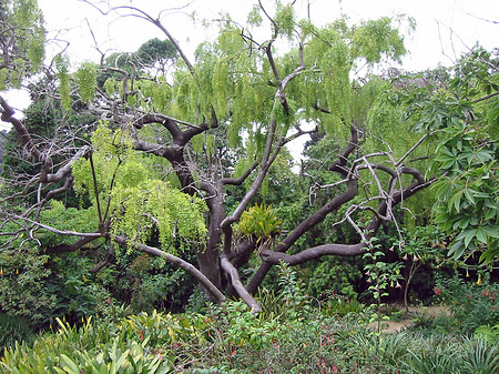 Golden Gate Park mit Botanischen Garten