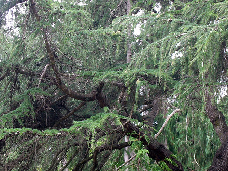 Golden Gate Park mit Botanischen Garten - Kalifornien (San Francisco)