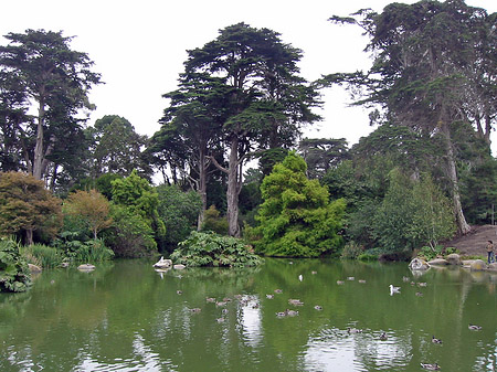 Golden Gate Park mit Botanischen Garten - Kalifornien (San Francisco)