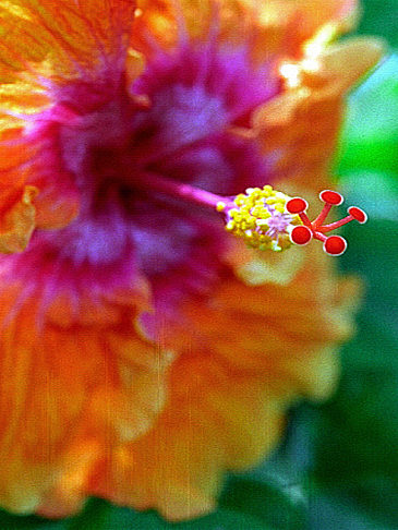 Conservatory of Flowers Ansicht Attraktion  von San Francisco 