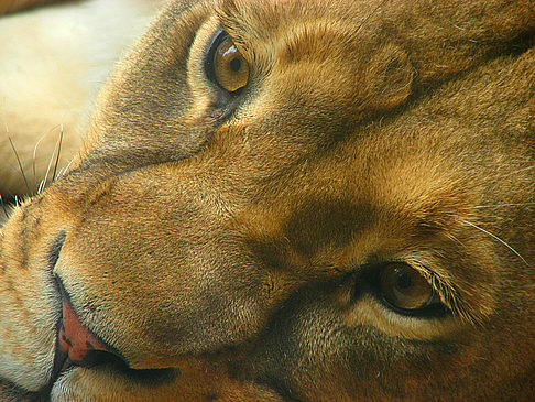 San Francisco Zoo Bild Reiseführer  Löwin im San Francisco Zoo