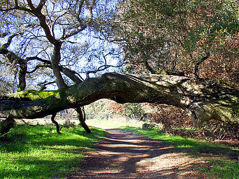  Bildansicht von Citysam  San Francisco Umgestürzter Baum