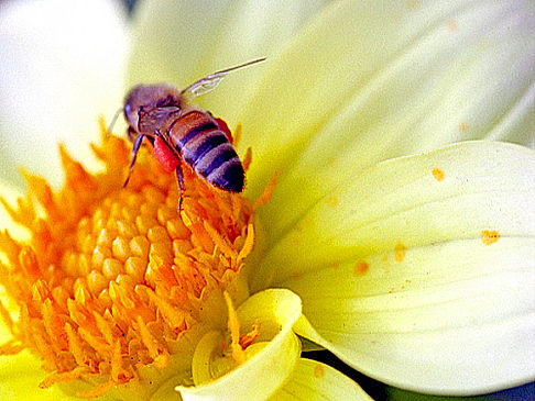 Conservatory of Flowers Bildansicht Sehenswürdigkeit  