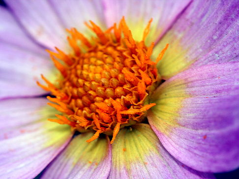 Foto Conservatory of Flowers