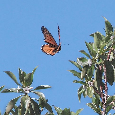 Foto Butterfly Garden